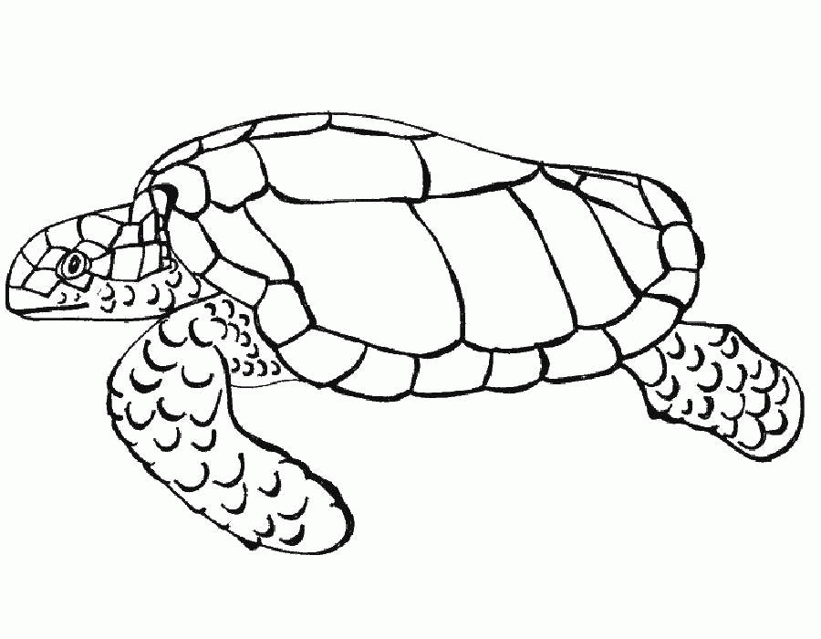 Название: Раскраска Название: Раскраска Морская черепаха. Категория: морская черепаха. Теги: черепаха, панцирь.. Категория: . Теги: .