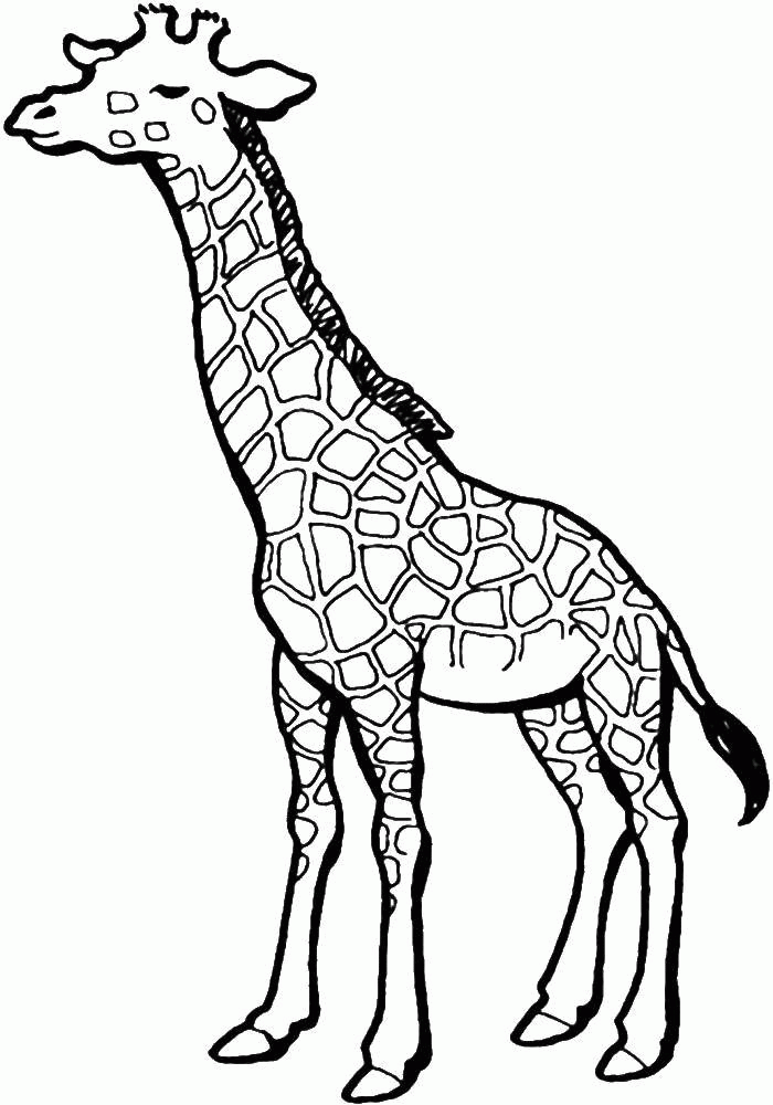 Название: Раскраска Название: Раскраска Жираф. Категория: дикие животные. Теги: Жираф.. Категория: . Теги: .
