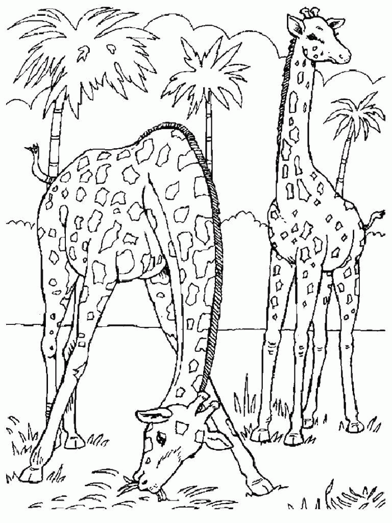 Название: Раскраска Название: Раскраска Жирафы трапезничают. Категория: Дикие животные. Теги: Животные, жираф.. Категория: . Теги: .
