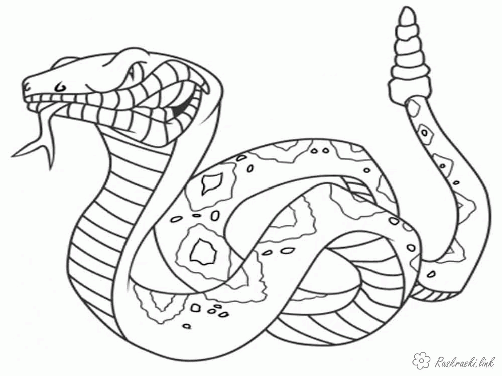 Название: Раскраска Раскраска гремучая змея. Категория: . Теги: .