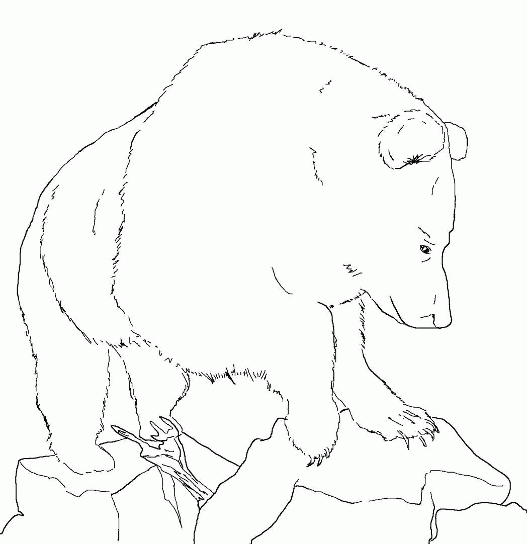 Название: Раскраска Лесной медведь. Категория: . Теги: .