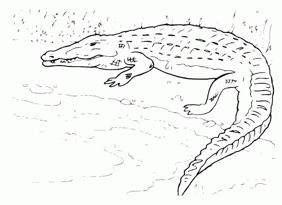 Название: Раскраска Крокодил возле воды. Категория: . Теги: .