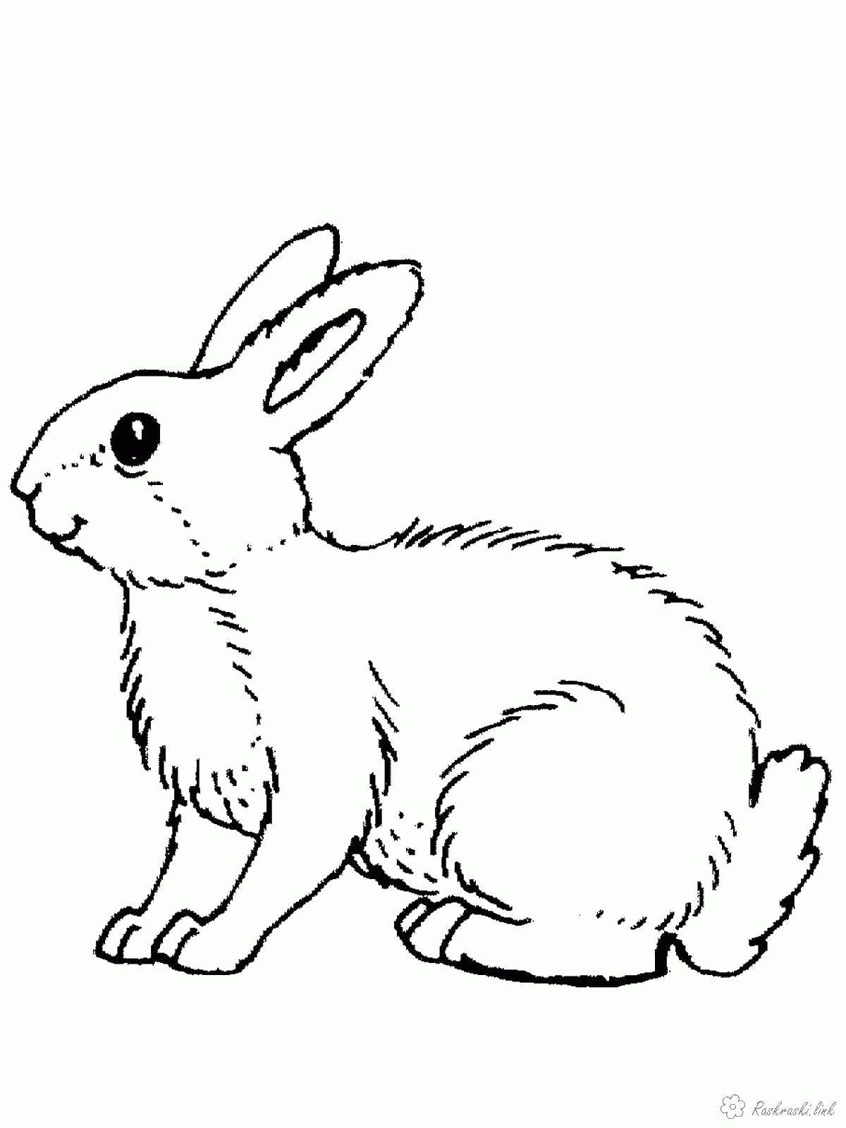 Название: Раскраска Название: Раскраска Кролик. Категория: дикие животные. Теги: кролик.. Категория: . Теги: .