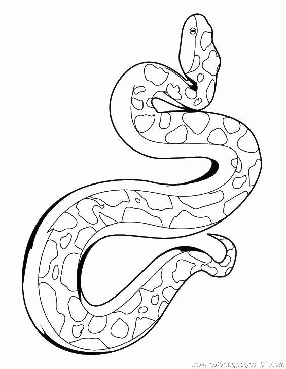 Название: Раскраска Короткая змея. Категория: . Теги: .