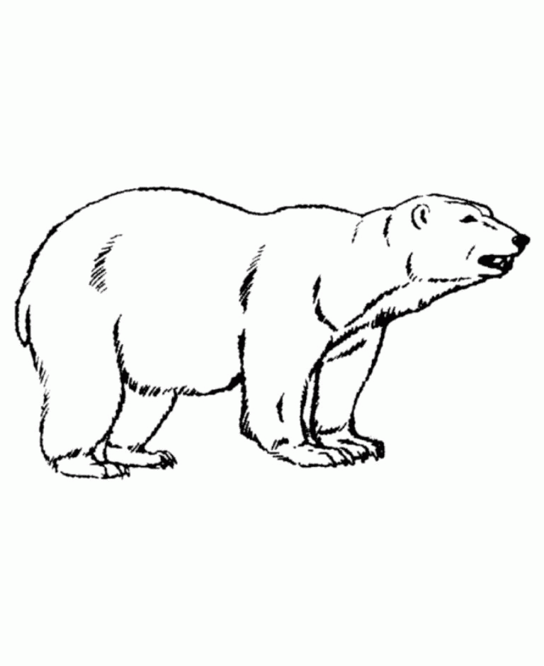 Название: Раскраска Грозный полярный медведь. Категория: . Теги: .