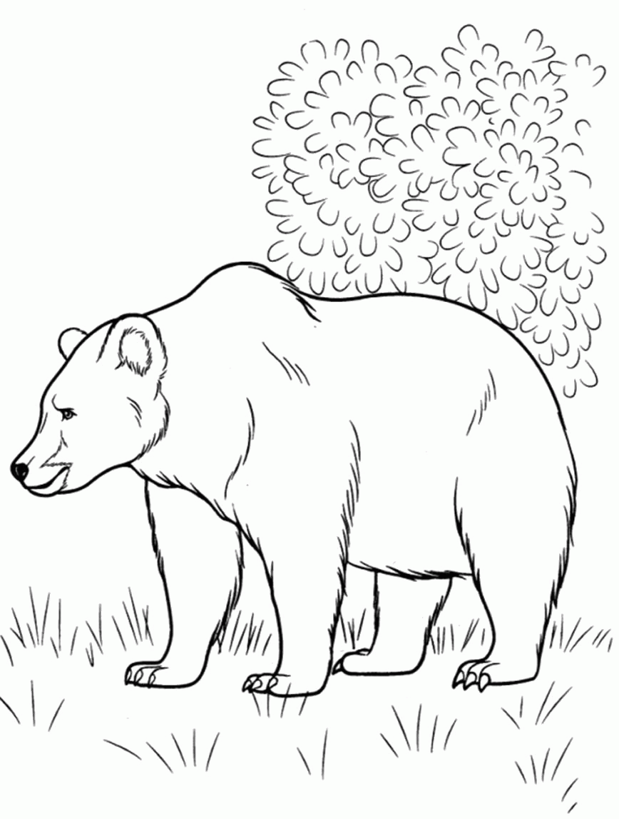 Название: Раскраска Раскраска Русский медведь. Скачать медведь.  Распечатать Дикие животные. Категория: . Теги: .