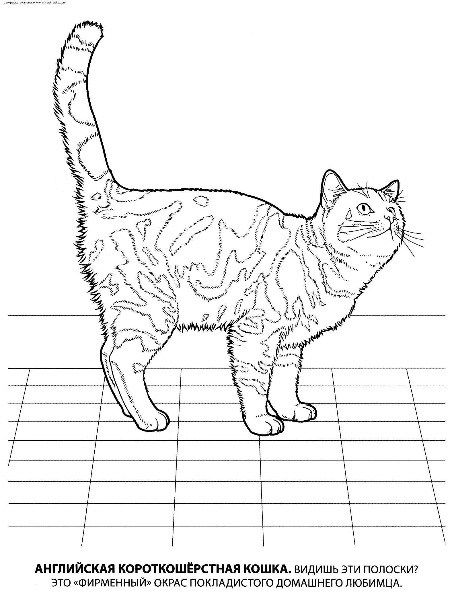 Название: Раскраска Раскраска английская короткошерстная. раскраска кошка в полоску, домашняя кошка картинка для раскрашивания, детский сай, скачать разукраску. Категория: . Теги: .