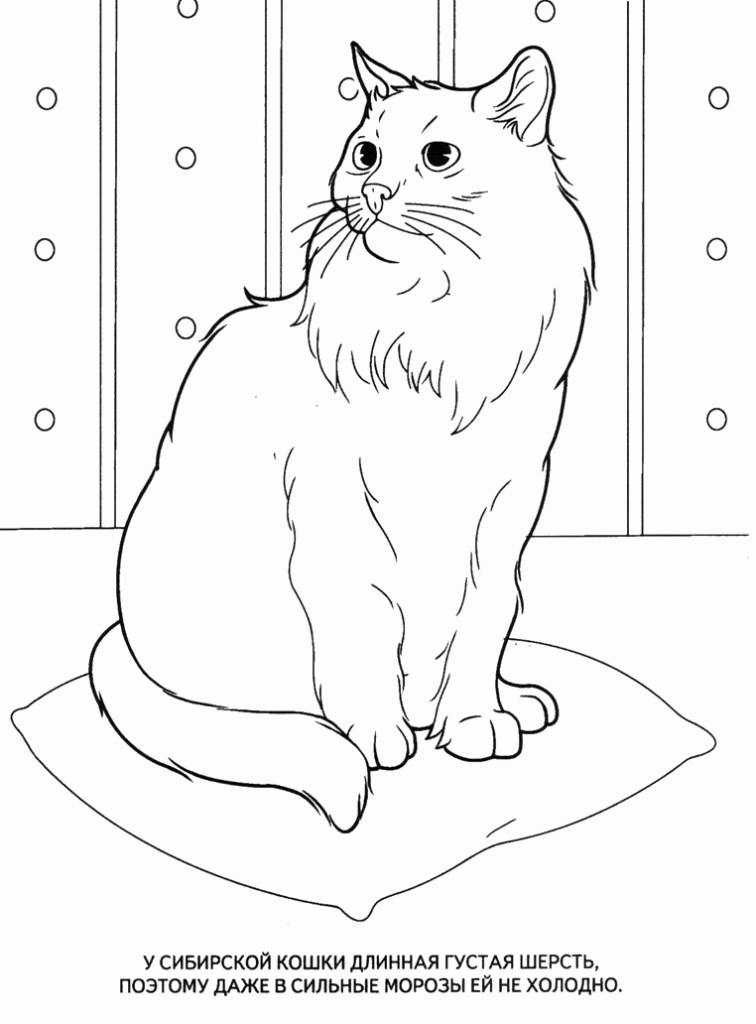 Название: Раскраска Картинки раскраски животные, сибирская кошка. Категория: . Теги: .