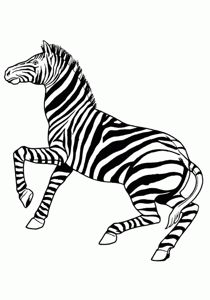 Название: Раскраска Раскраска  зебра распечатать. Скачать зебра.  Распечатать Дикие животные. Категория: . Теги: .