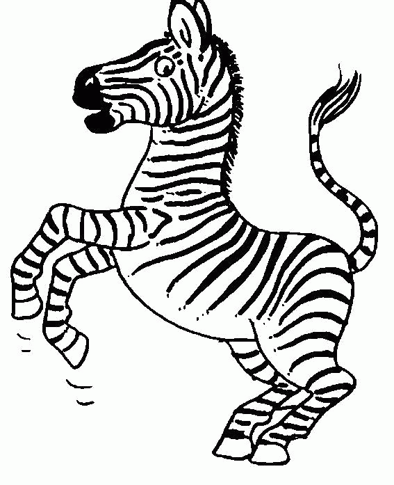 Название: Раскраска Раскраска  зебра. Зебра встала на дыбы. Скачать зебра.  Распечатать Дикие животные. Категория: . Теги: .