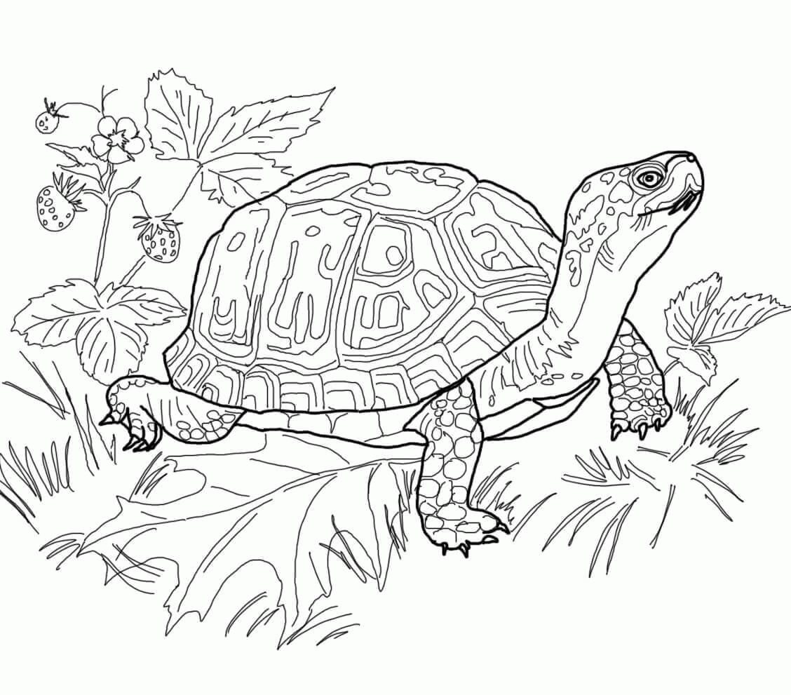 Название: Раскраска Черепаха с красивым панцирем, цветущая земляника, поляна с листьями. Категория: . Теги: .