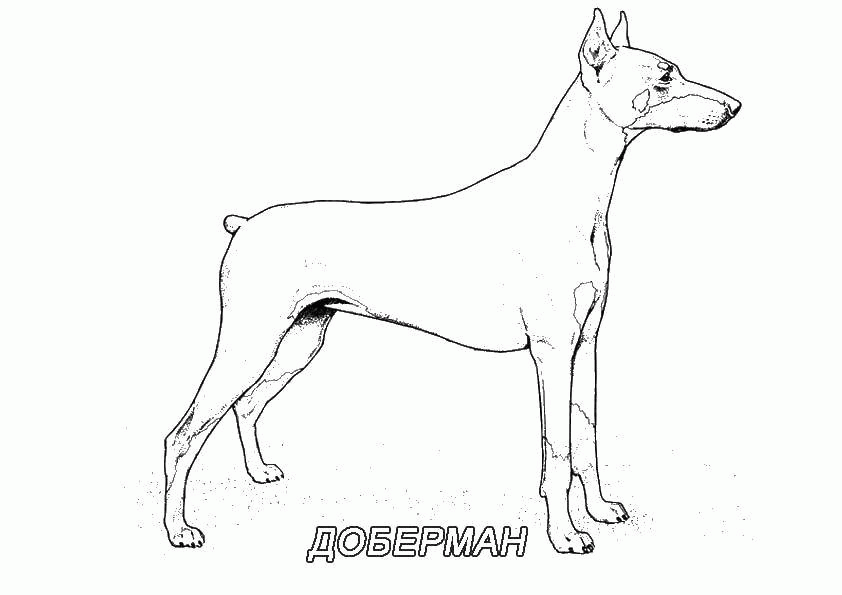 Название: Раскраска Название: Раскраска Доберман. Категория: собака. Теги: собака, доберман.. Категория: . Теги: .