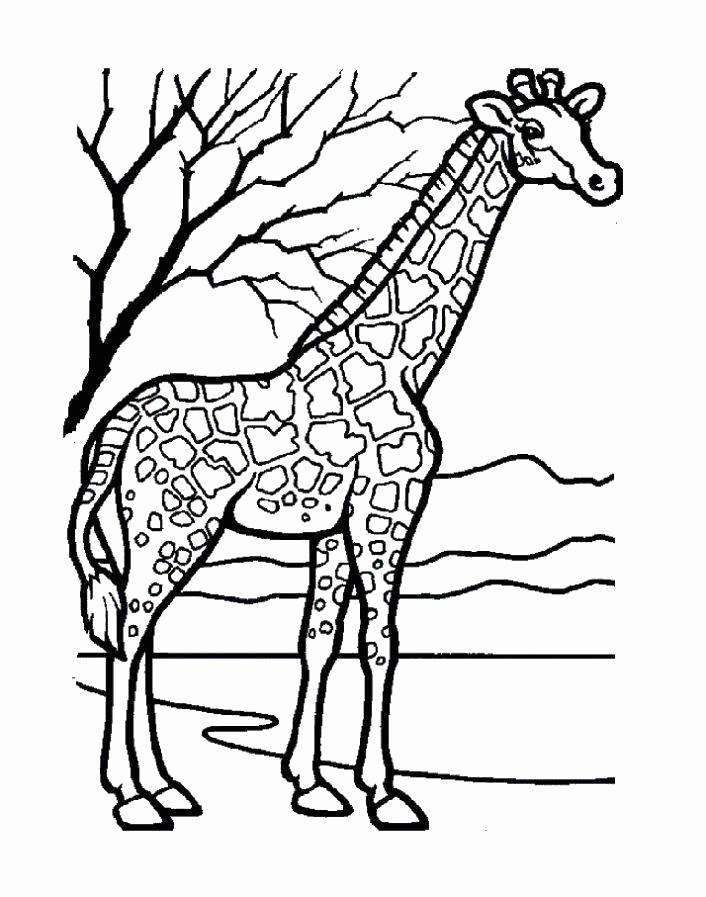 Название: Раскраска Африканский жираф. Категория: . Теги: .