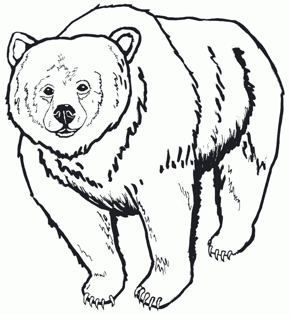 Название: Раскраска Большой медведь. Категория: . Теги: .