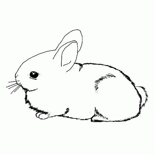 Название: Раскраска Веселый маленький кролик. Категория: . Теги: .