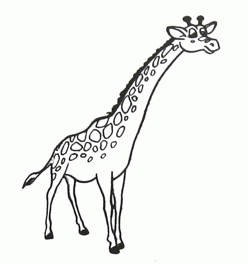 Название: Раскраска Раскраска Жираф вытянул шею. Скачать жираф.  Распечатать Дикие животные. Категория: . Теги: .