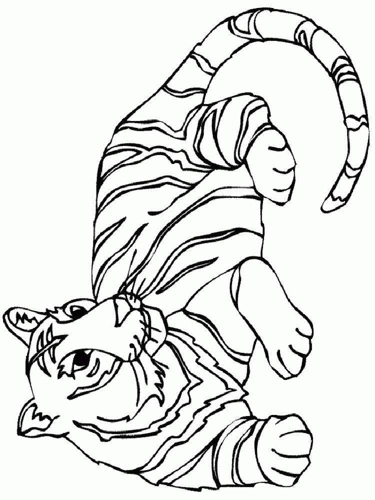 Название: Раскраска Скачать или распечатать раскраску, лежащий тигр. Категория: . Теги: .