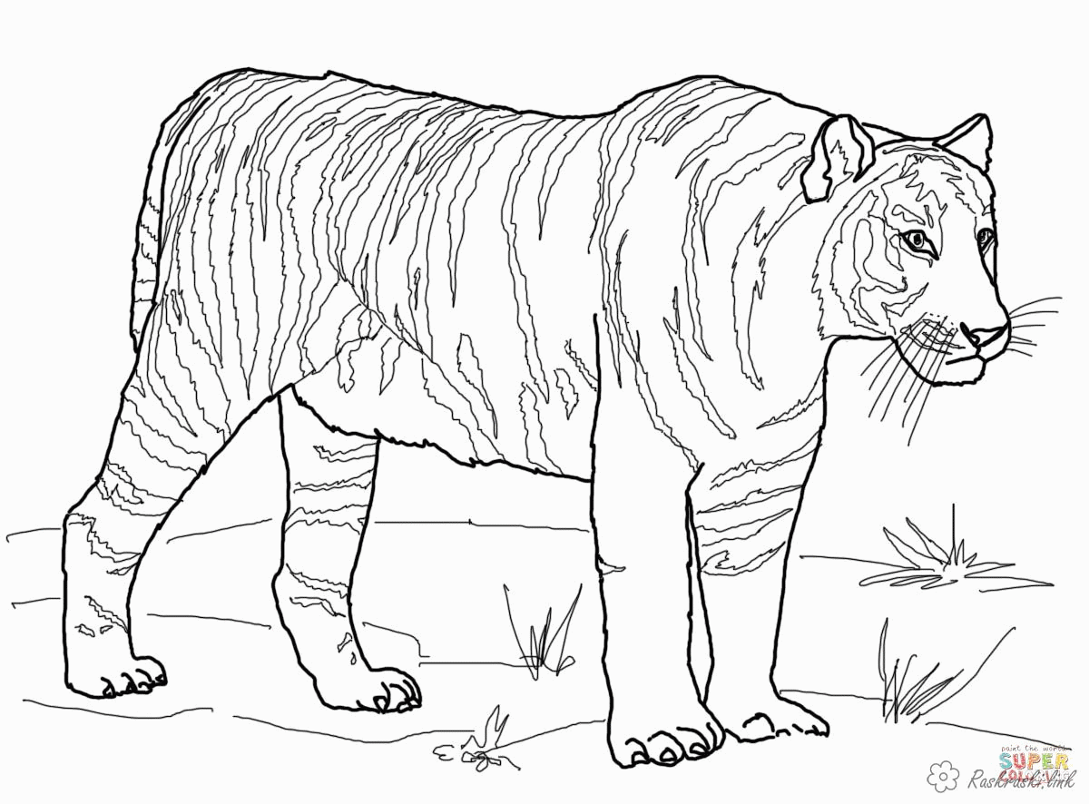 Название: Раскраска Раскраски дикие раскраска бенгальский тигр, дикие животные,. Категория: . Теги: .