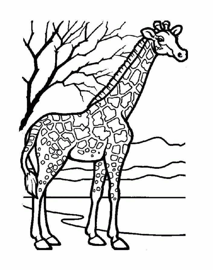 Название: Раскраска Раскраска  жираф. Скачать жираф.  Распечатать Дикие животные. Категория: . Теги: .