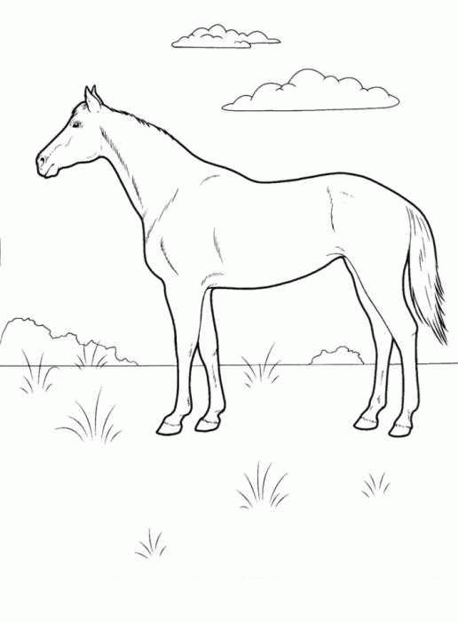 Название: Раскраска лошадь на лугу. Категория: . Теги: .