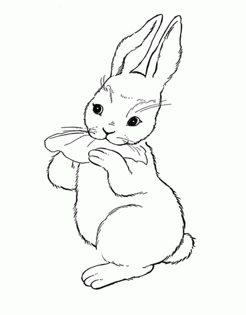 Название: Раскраска Название: Раскраска Рисунок зайчик с капустным листом. Категория: домашние животные. Теги: заяц, кролик.. Категория: . Теги: .