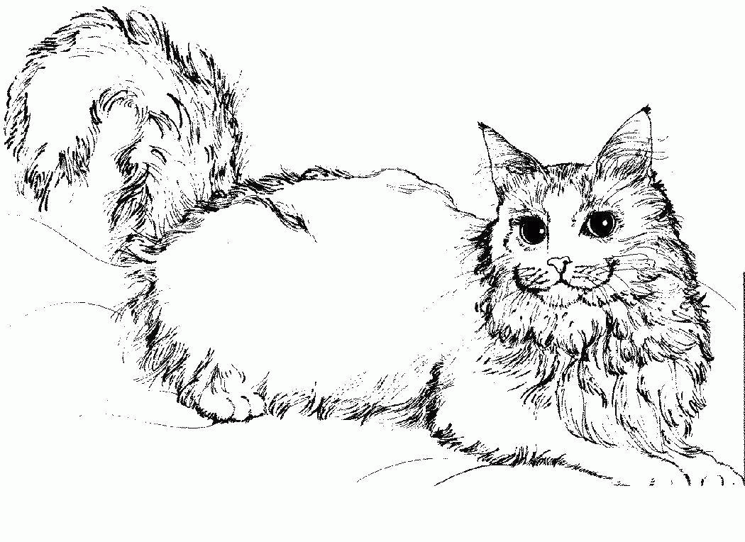Раскраска Пушистая кошка Скачать .  Распечатать 