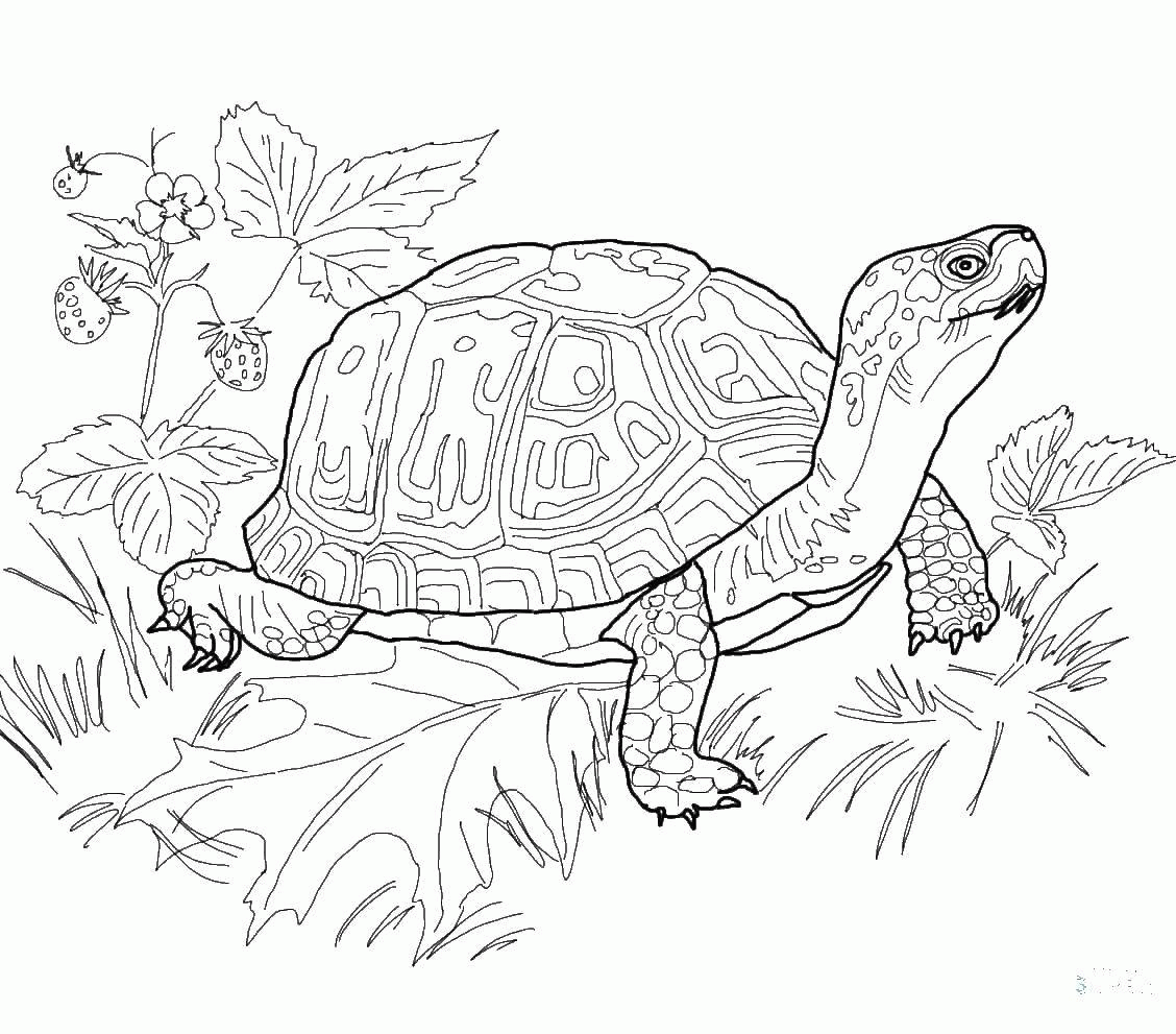 Название: Раскраска Тропическая черепаха. Категория: . Теги: .