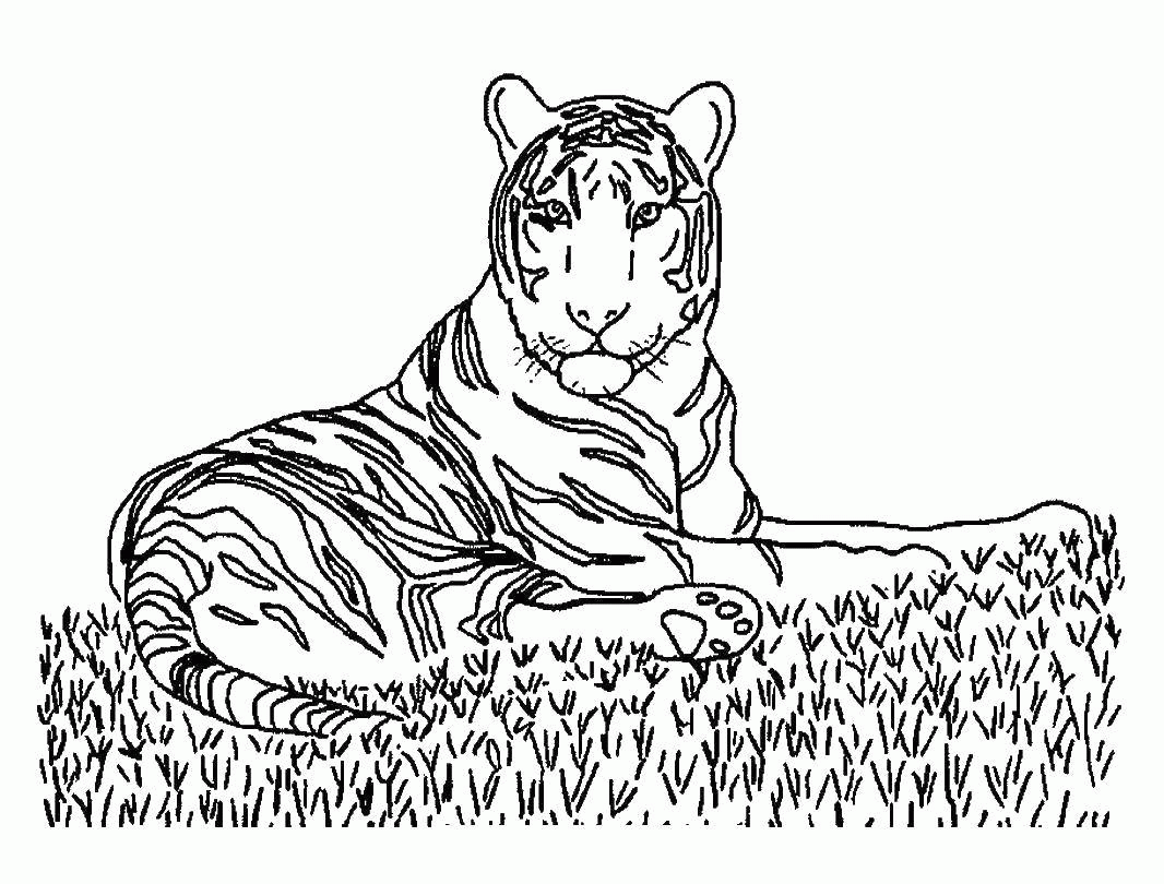 Название: Раскраска Грациозный тигр. Категория: . Теги: .