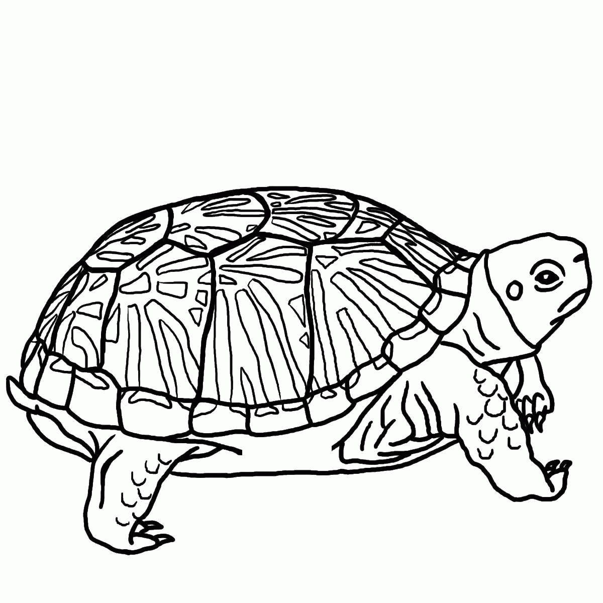Название: Раскраска Косолапая черепаха. Категория: . Теги: .