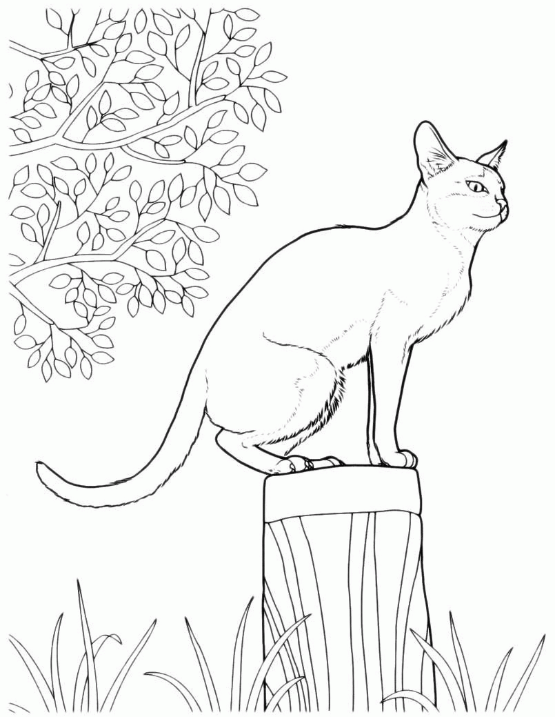 Раскраска Кошка на пне раскраска Скачать .  Распечатать 