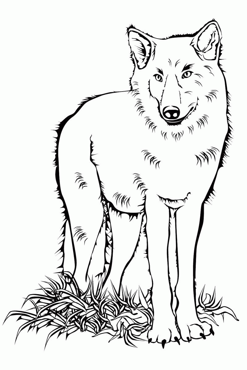Название: Раскраска Раскраски лесные животные детская раскраска лесные животные, волк. Категория: . Теги: .