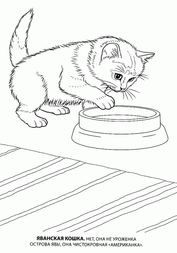 Название: Раскраска Название: Раскраска Яванская кошка. Категория: Коты и котята. Теги: животные, кошка, котенок.. Категория: . Теги: .