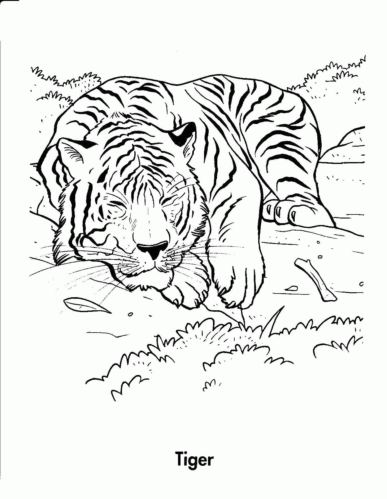 Название: Раскраска Тигр спит. Категория: . Теги: .