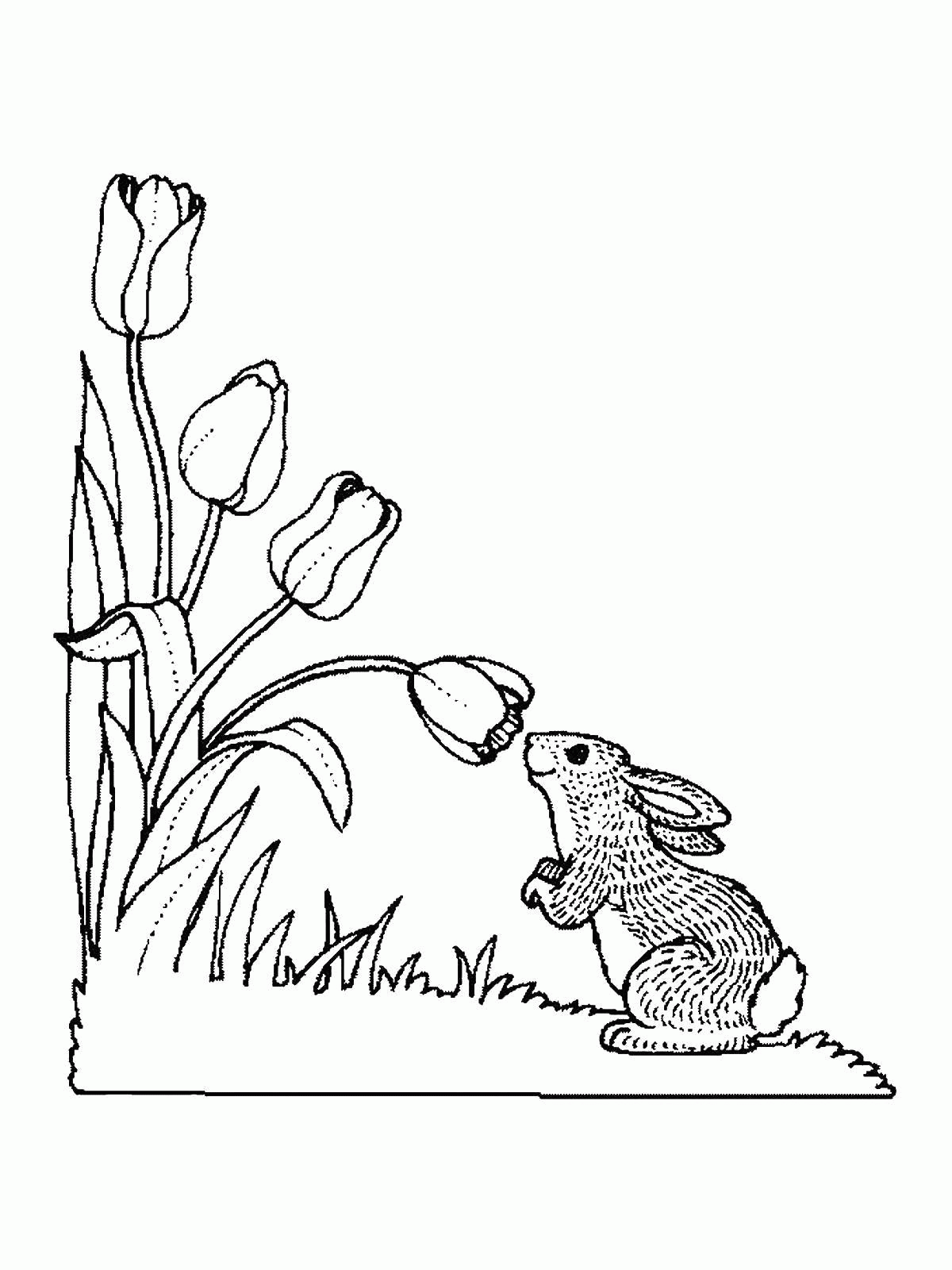 Название: Раскраска Кролик нюхает тюльпан. Категория: . Теги: .