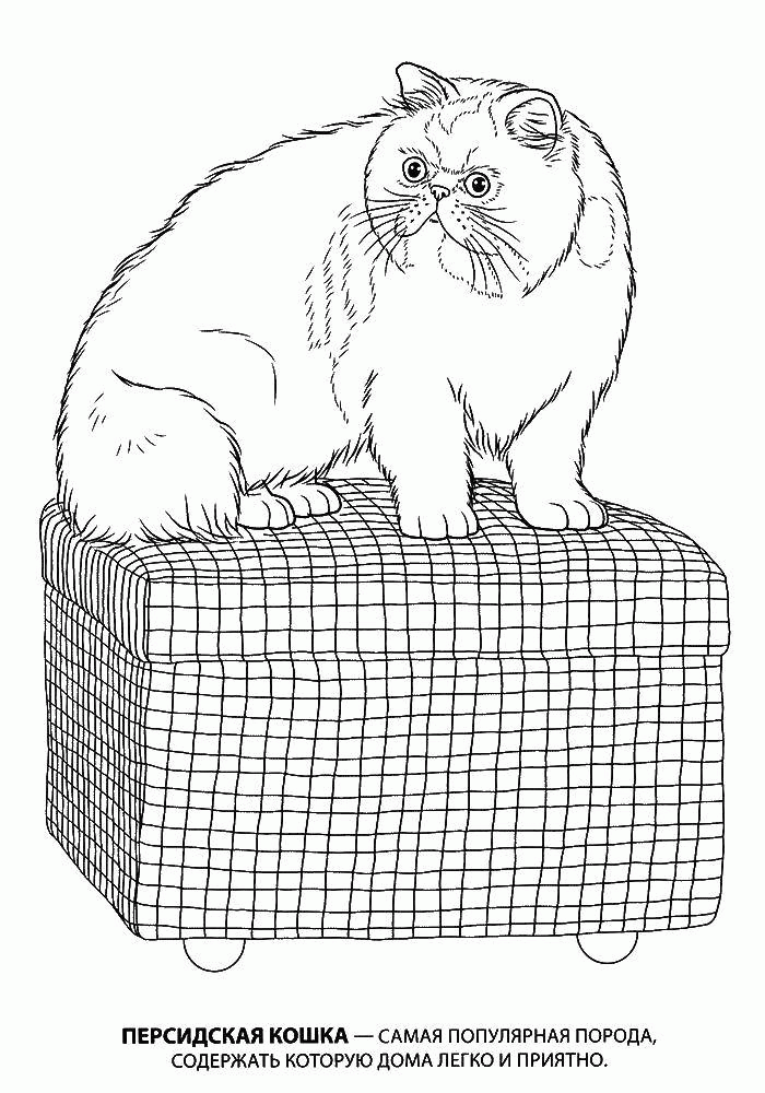 Название: Раскраска Персидская кошка. Категория: . Теги: .