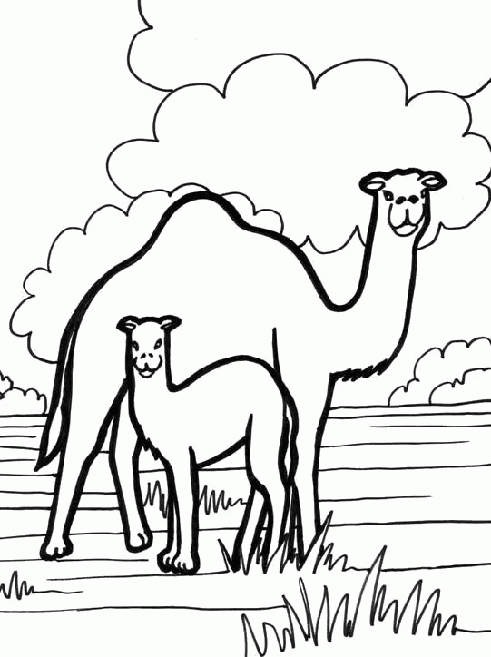Название: Раскраска Раскраска верблюды. Скачать Верблюд.  Распечатать Дикие животные. Категория: . Теги: .