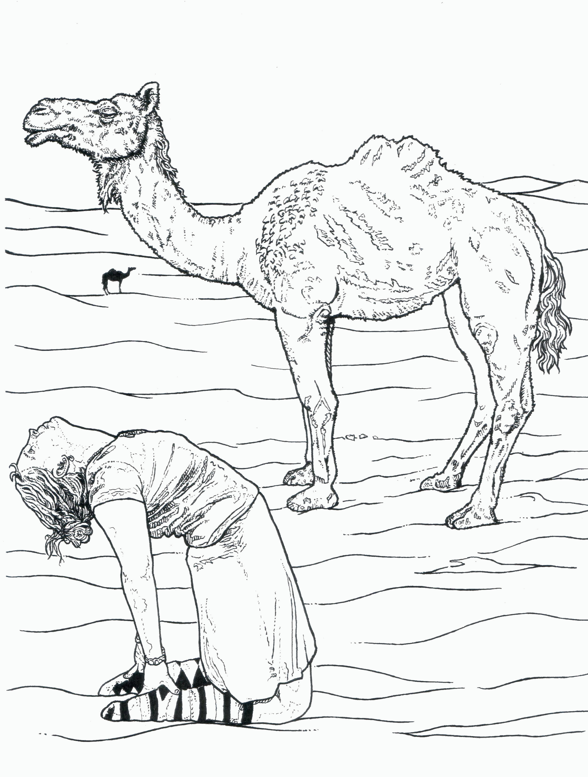 Название: Раскраска Верблюд в пустыне с пассажиром. Категория: . Теги: .