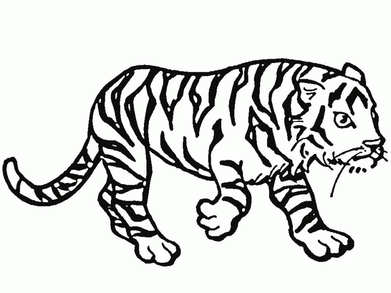 Название: Раскраска Раскраска Тигр крадется. Скачать Тигр.  Распечатать Дикие животные. Категория: . Теги: .