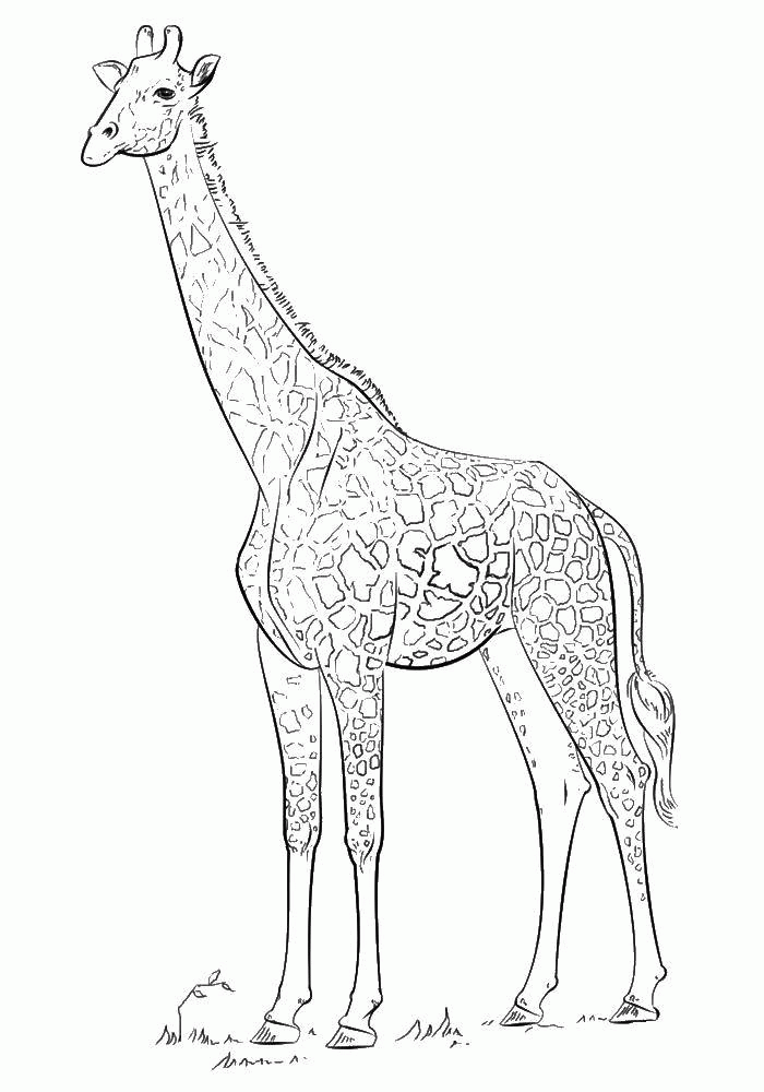 Название: Раскраска Название: Раскраска Жираф. Категория: дикие животные. Теги: жираф.. Категория: . Теги: .