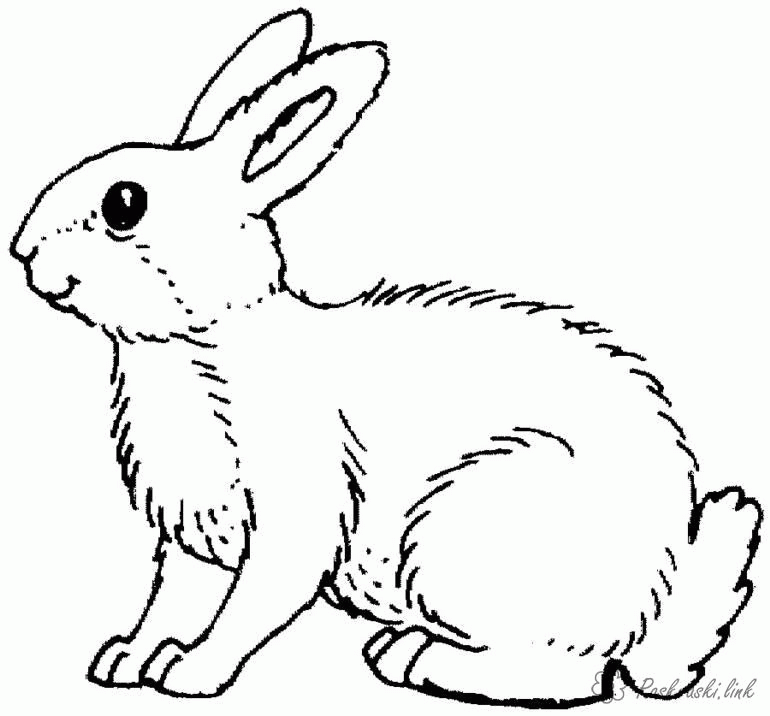 Название: Раскраска Раскраски пушистый пушистый кролик, раскраски для детей, природа. Категория: . Теги: .