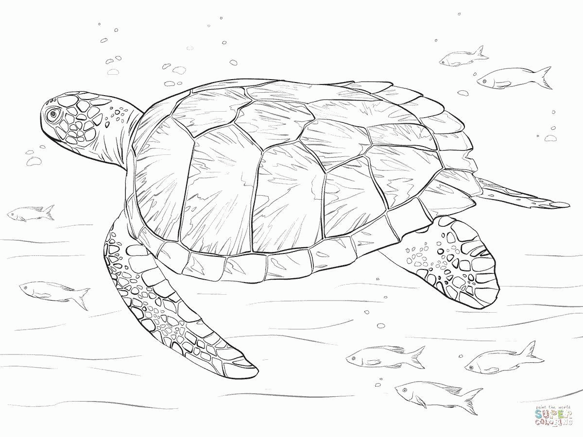 Название: Раскраска Раскраска Морская черепаха плавает рядом с рыбами Скачать ,Рептилия, черепаха,.  Распечатать . Категория: . Теги: .