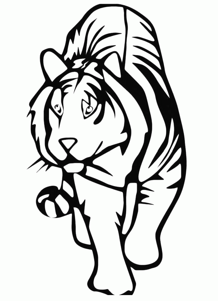 Название: Раскраска Раскраска  Тигр крадется. Скачать Тигр.  Распечатать Дикие животные. Категория: . Теги: .