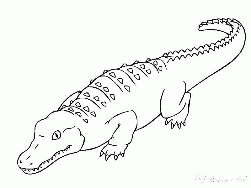 Название: Раскраска Название: Раскраска Крокодил. Категория: рептилии. Теги: крокодил, хвост, клыки.. Категория: . Теги: .