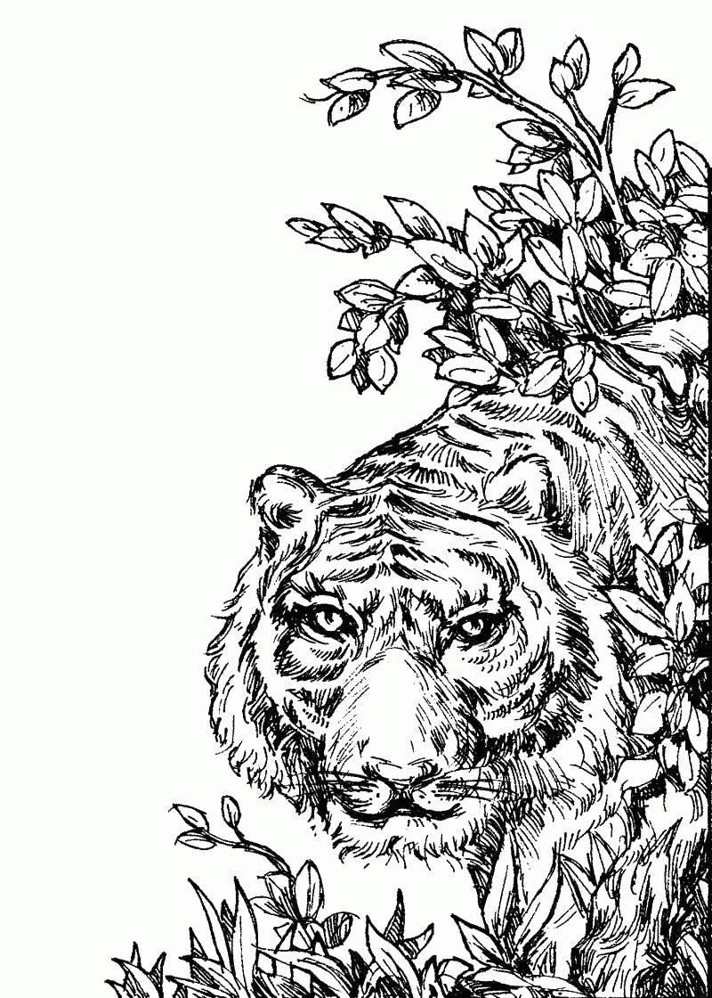 Название: Раскраска Название: Раскраска Тигр в засаде. Категория: Животные. Теги: Животные, тигр.. Категория: . Теги: .