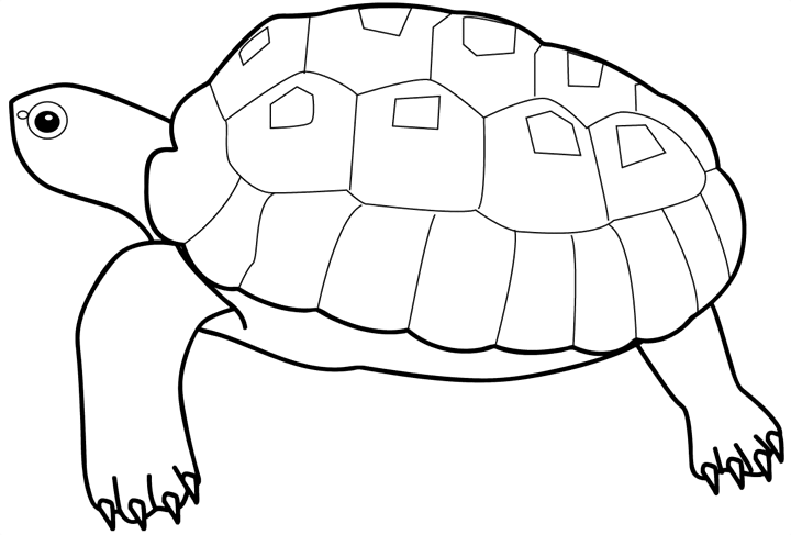 Название: Раскраска Раскраски черепаха черепаха раскраска. Категория: . Теги: .