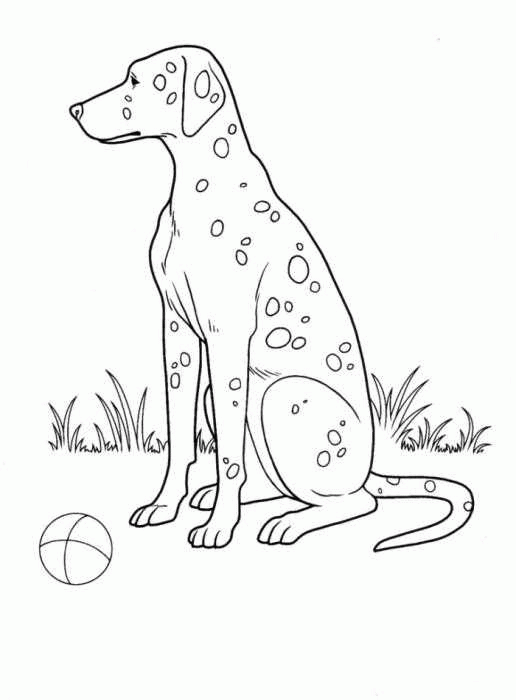 Название: Раскраска Собака далматинец с мячом на травке. Категория: . Теги: .