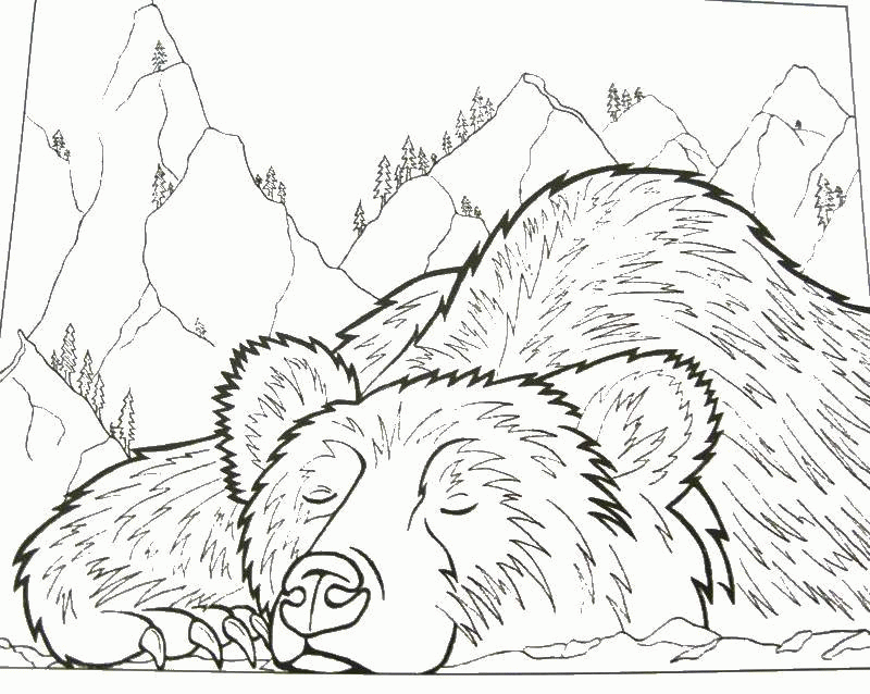 Название: Раскраска Раскраска Медведь спит в лесу Скачать ,медведь, лес, сон,.  Распечатать . Категория: . Теги: .
