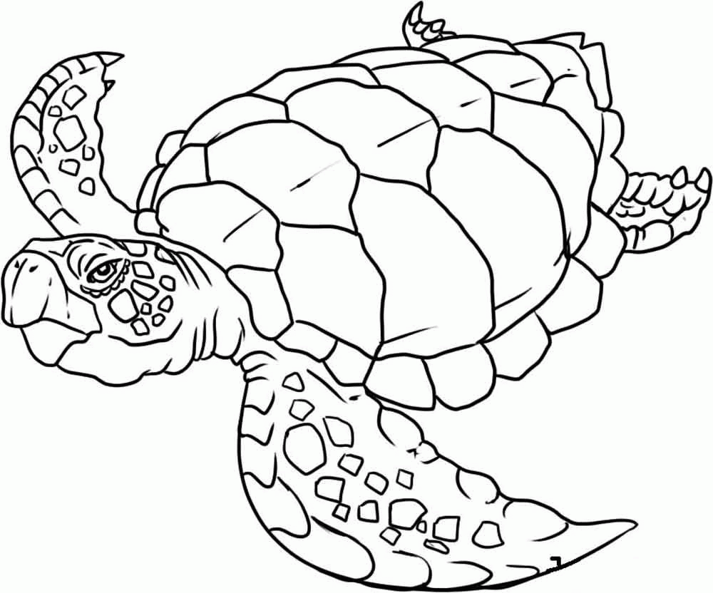Название: Раскраска Скачать или распечатать раскраску, черепаха морская. Категория: . Теги: .