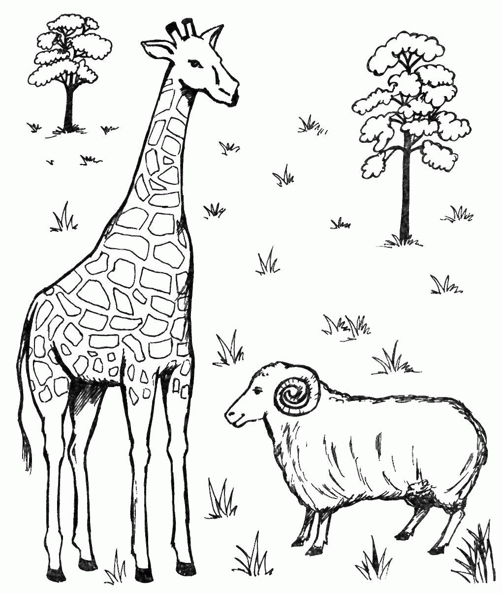 Название: Раскраска Жираф и овца. Категория: . Теги: .
