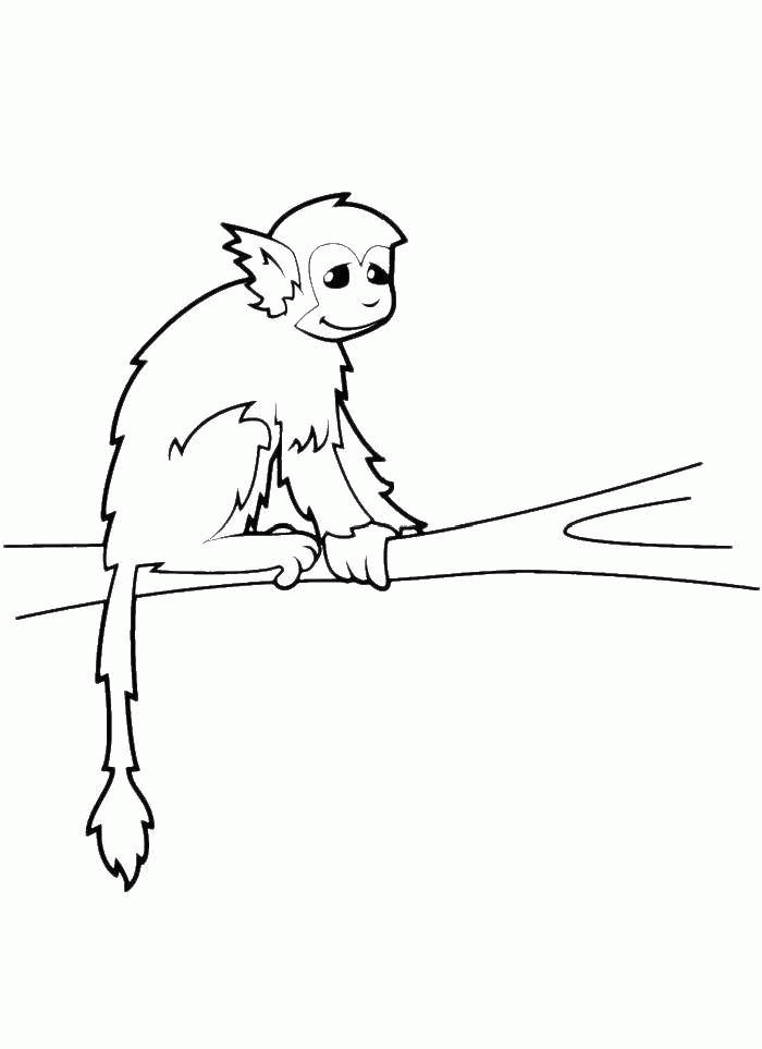 Название: Раскраска Маленькая обезьяна на дереве. Категория: . Теги: .